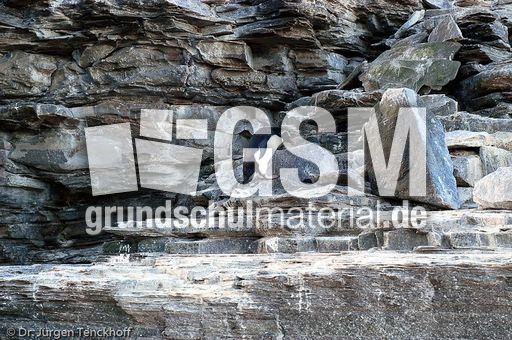 Felsenpinguine (39 von 40).jpg